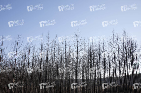 Waldbrandflächen bei Treuenbrietzen
