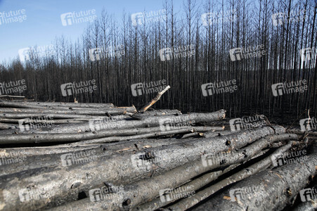 Waldbrandflächen bei Treuenbrietzen