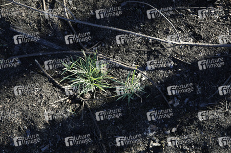Waldbrandflächen bei Treuenbrietzen