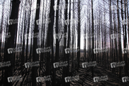 Waldbrandflächen bei Treuenbrietzen