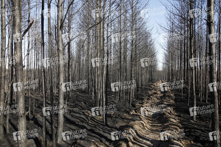 Waldbrandflächen bei Treuenbrietzen