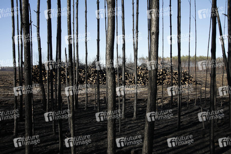 Waldbrandflächen bei Treuenbrietzen