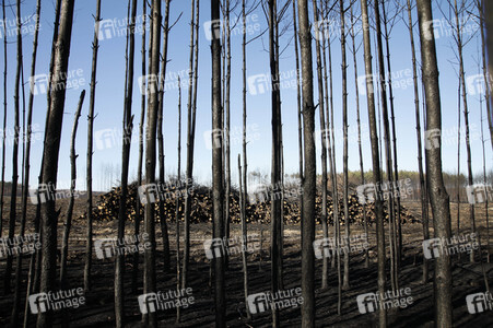 Waldbrandflächen bei Treuenbrietzen