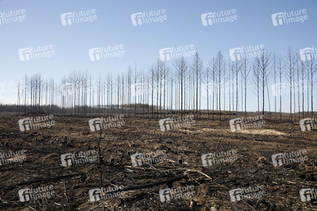 Waldbrandflächen bei Treuenbrietzen