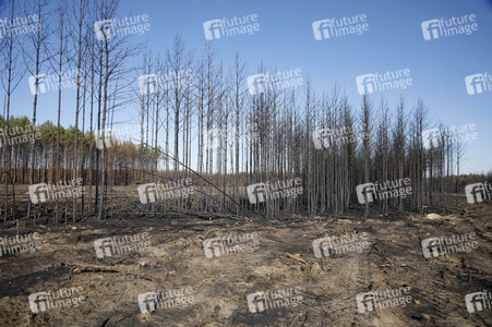 Waldbrandflächen bei Treuenbrietzen