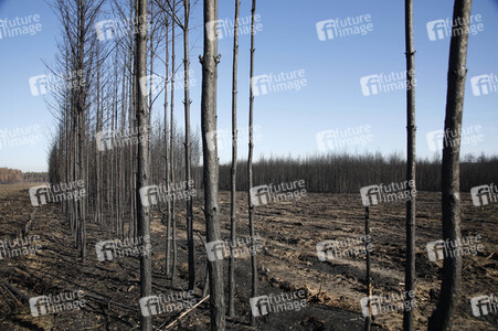 Waldbrandflächen bei Treuenbrietzen