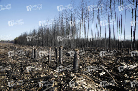 Waldbrandflächen bei Treuenbrietzen