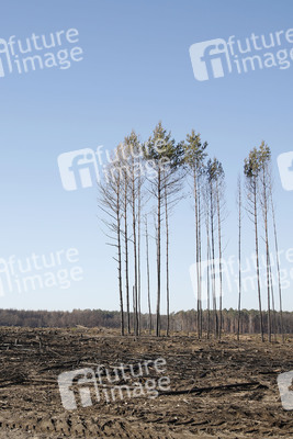 Waldbrandflächen bei Treuenbrietzen