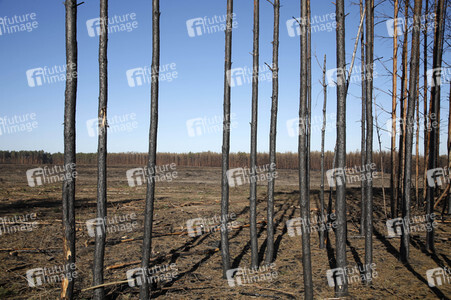 Waldbrandflächen bei Treuenbrietzen