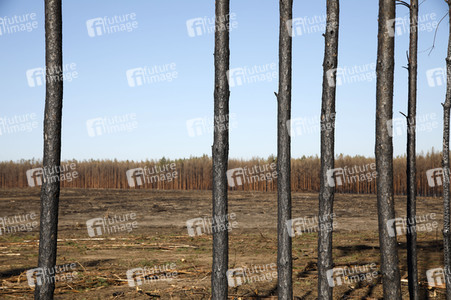 Waldbrandflächen bei Treuenbrietzen
