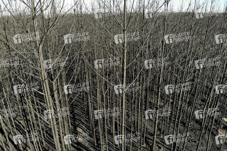 Waldbrandflächen bei Treuenbrietzen