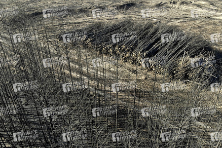 Waldbrandflächen bei Treuenbrietzen