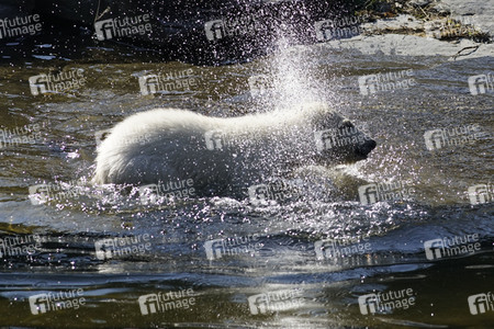 Eisbär-Taufe im Tierpark Berlin