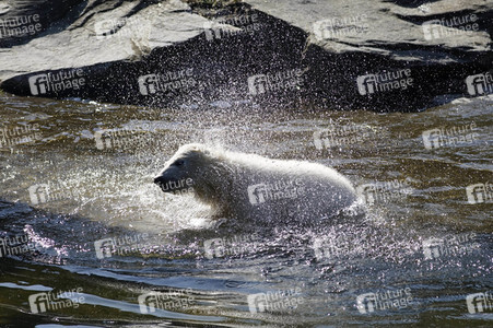 Eisbär-Taufe im Tierpark Berlin