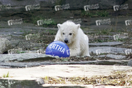 Eisbär-Taufe im Tierpark Berlin