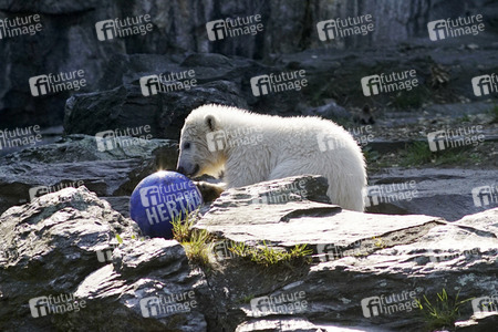 Eisbär-Taufe im Tierpark Berlin