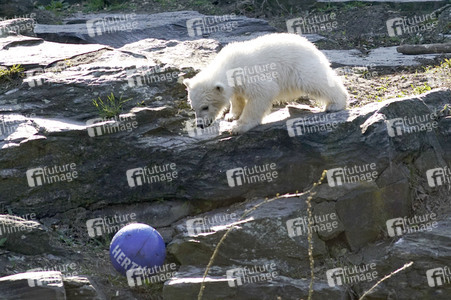 Eisbär-Taufe im Tierpark Berlin