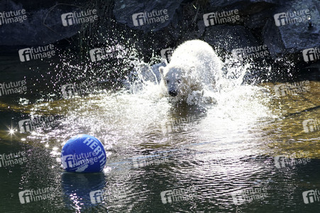 Eisbär-Taufe im Tierpark Berlin