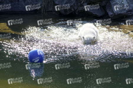 Eisbär-Taufe im Tierpark Berlin