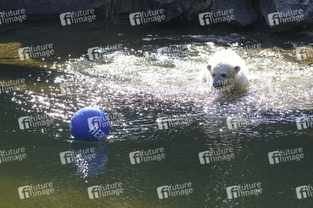 Eisbär-Taufe im Tierpark Berlin