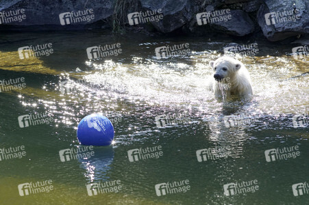Eisbär-Taufe im Tierpark Berlin