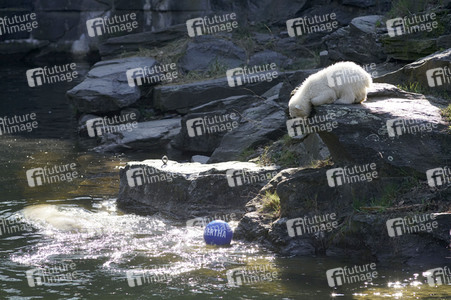 Eisbär-Taufe im Tierpark Berlin