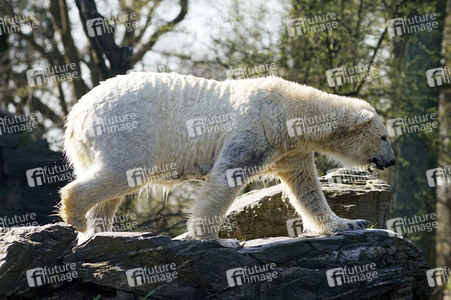 Eisbär-Taufe im Tierpark Berlin