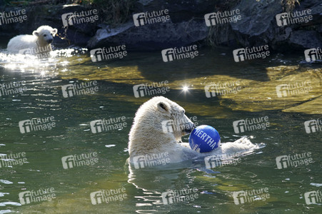 Eisbär-Taufe im Tierpark Berlin
