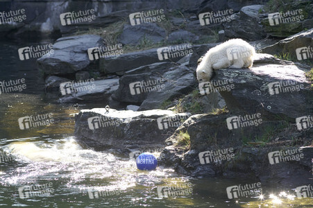 Eisbär-Taufe im Tierpark Berlin