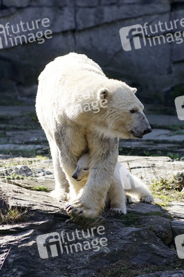 Eisbär-Taufe im Tierpark Berlin
