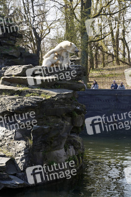 Eisbär-Taufe im Tierpark Berlin