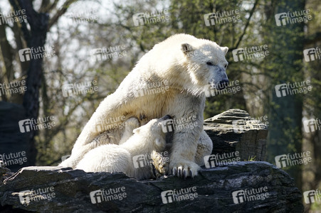 Eisbär-Taufe im Tierpark Berlin