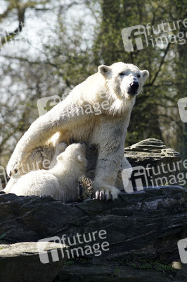 Eisbär-Taufe im Tierpark Berlin