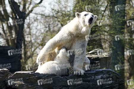 Eisbär-Taufe im Tierpark Berlin