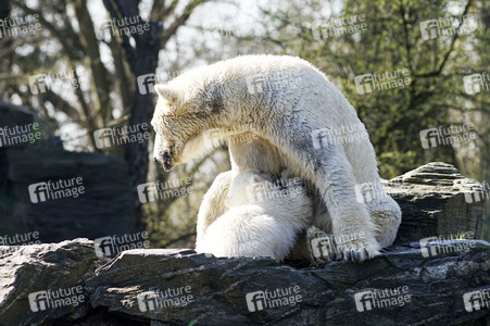 Eisbär-Taufe im Tierpark Berlin