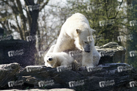 Eisbär-Taufe im Tierpark Berlin