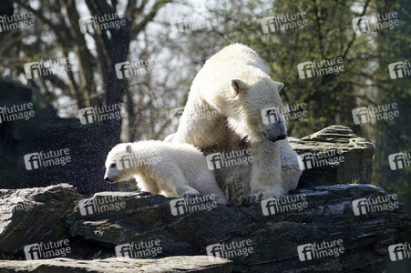 Eisbär-Taufe im Tierpark Berlin