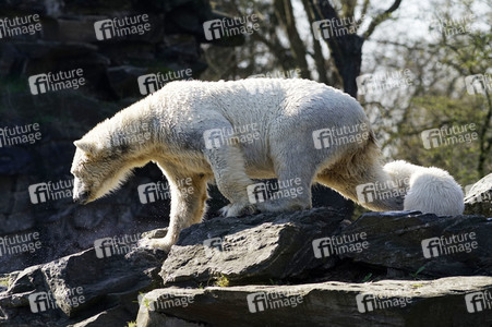 Eisbär-Taufe im Tierpark Berlin