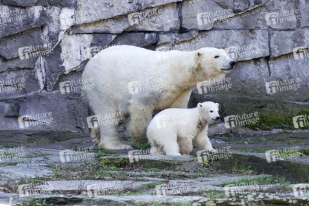 Eisbär-Taufe im Tierpark Berlin