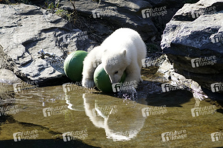 Eisbär-Taufe im Tierpark Berlin