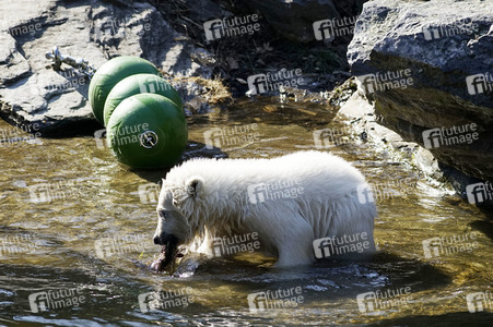 Eisbär-Taufe im Tierpark Berlin