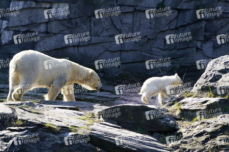 Eisbär-Taufe im Tierpark Berlin