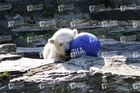 Eisbär-Taufe im Tierpark Berlin