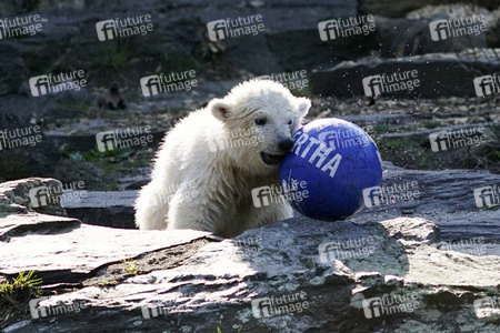 Eisbär-Taufe im Tierpark Berlin
