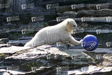 Eisbär-Taufe im Tierpark Berlin