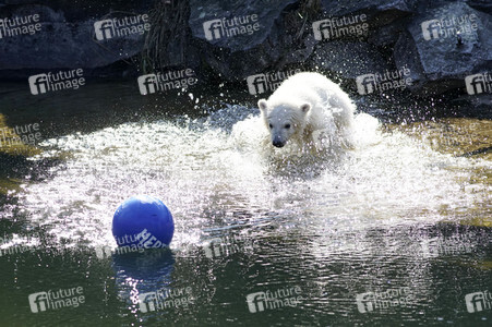 Eisbär-Taufe im Tierpark Berlin