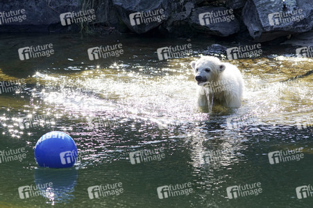 Eisbär-Taufe im Tierpark Berlin