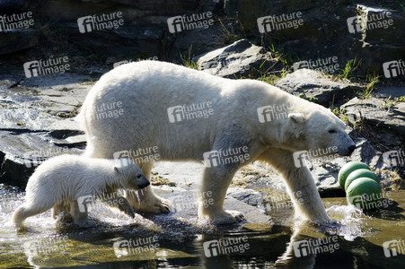 Eisbär-Taufe im Tierpark Berlin