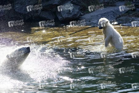 Eisbär-Taufe im Tierpark Berlin