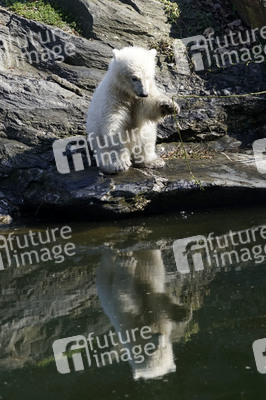 Eisbär-Taufe im Tierpark Berlin